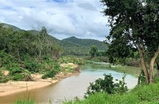 Vietnam se esfuerza por cuidar el “pulmón verde” de la Altiplanicie Occidental