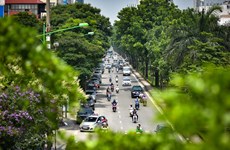 Hanoi por aumentar cobertura de árboles en zonas urbanas