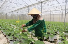 Vietnam por invertir en campesinos para desarrollar agricultura