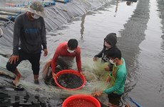 Corea del Sur apoya al desarrollo sostenible de la acuicultura vietnamita