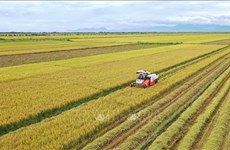 Envía empresa vietnamita miles de toneladas de arroz al extranjero
