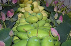 Provincia vietnamita de Dong Thap mejora calidad de mangos exportados