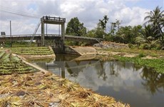 Delta del Mekong de Vietnam afronta creciente intrusión salina