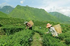Vietnam por impulsar desarrollo socioeconómico en zonas montañosas y pobladas por etnias