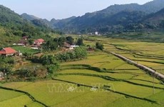 Vietnam fija meta para desarrollar nuevas zonas rurales para 2025