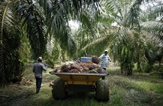 Malasia aumentará la cuota del aceite de palma en el mercado mundial