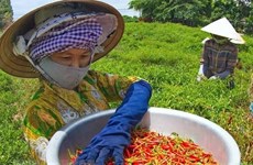 Chile fresco de Vietnam obtiene permiso de entrada al mercado chino