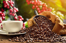 Aumentan exportaciones vietnamitas de café a Japón