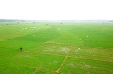 Provincia vietnamita cultiva arroz orgánico según normativa europea