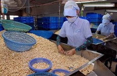 Reciben apoyo empresas exportadoras de anacardo vietnamita