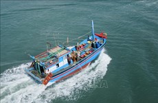 Vietnam intensifica capacidad de flotas de altura por el desarrollo sostenible de pesca