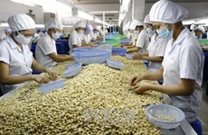 Avances en caso de fraude en exportaciones de anacardo vietnamita a Italia