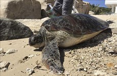 Devuelven a la naturaleza en Vietnam tortuga rara en peligro de extinción
