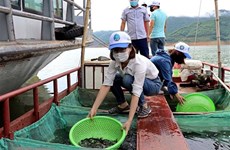 Localidades vietnamitas liberan millones de alevines para reproducir recursos acuáticos