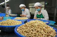 Empresas vietnamitas recuperan contenedores de anacardos exportados a Italia