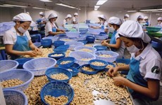 Exportaciones de anacardos de Vietnam reducen en primer trimestre de 2022