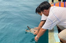 Liberan al mar ejemplar de tortuga carey en Libro Rojo de Vietnam