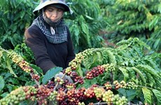 Vietnam por incrementar exportaciones a Argelia