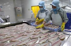 Aumentan exportaciones de pescado tra de Vietnam 