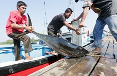 Indonesia ocupa 15 por ciento de producción mundial de atún