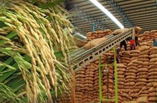 Tailandia promueve el desarrollo del arroz orgánico