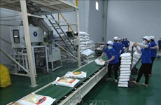 Aumentan exportaciones de arroz vietnamita a Unión Europea gracias a EVFTA