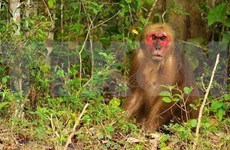 Conservan monos macacos raros en el Parque Nacional de Ben En