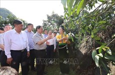 Premier de Vietnam inspecciona calidad de obras infraestructurales clave provinciales