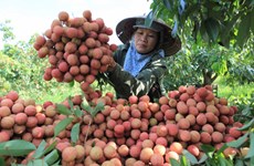Provincia vietnamita de Hai Duong promueve exportación de lichi Thanh Ha