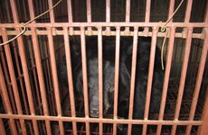 Buscan poner fin a la crianza ilegal de osos en Hanoi