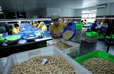 Minimizan pérdidas económicas de empresas vietnamitas en caso de fraude en exportaciones de anacardo
