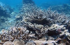 Vietnam se esfuerza por fortalecer conservación de biodiversidad marina 
