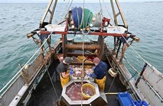 Indonesia y Corea de Sur fortalecen cooperación marítima y de pesca 