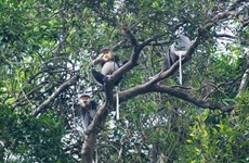 Provincia vietnamita de Quang Nam extenderá hábitat de especie amenazada 