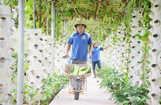 Bac Giang aumenta el valor de la producción agrícola