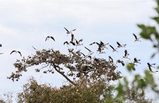 Picotenazas asiáticos raros migran al parque vietnamita de Lo Go - Xa Mat