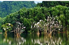 Provincia vietnamita de Ben Tre intensifica esfuerzos por conservar aves silvestres