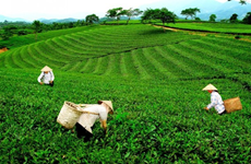 Promueven exportación de té vietnamita a mercados internacionales