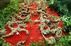 Promueven cultivo de ginseng vietnamita en provincia de Quang Nam