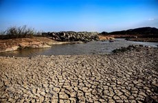 Vietnam por luchar contra la desertificación y la sequía