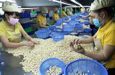 Empresas vietnamitas recuperan todos los contenedores de anarcados exportados a Italia