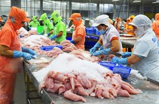 Vietnam disfruta aumento fuerte de exportaciones de pescado Tra