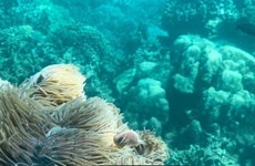 Suspenden actividades turísticas de buceo en áreas vulnerables en la bahía de Nha Trang