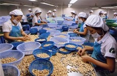 Vietnam recupera todos los contenedores de anacardos fuera de control en Italia, según portavoz