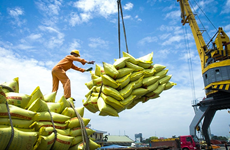 Vietnam busca aumentar exportaciones de arroz de alta calidad a mercado de ASEAN