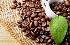 Aumentan oportunidades de exportación de café vietnamita a Estados Unidos 