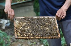 Centro vietnamita aplica alta tecnología en crianza de abejas