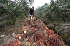Indonesia aumenta cuota de exportación de aceite de palma