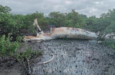 Detectan cadáver de una gran ballena en zona de manglares de Vietnam