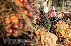 Indonesia suspende impuesto a la exportación de aceite de palma